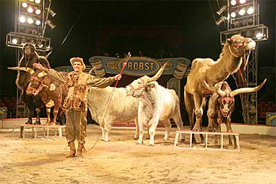 Circus Probst in Sinzig