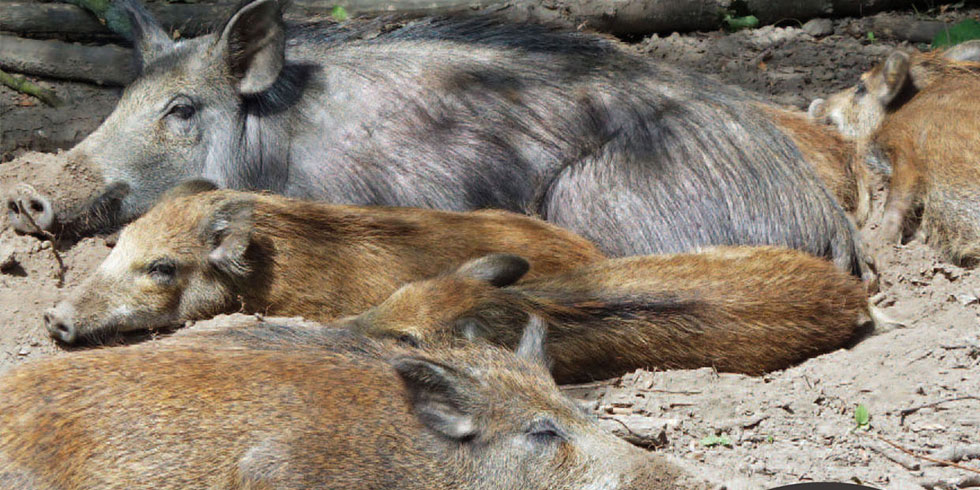 Schwarzwildschäden