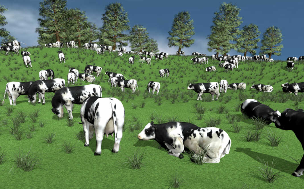 Landrat will Rinder-Exporte in Hochrisikostaaten verbieten lassen
