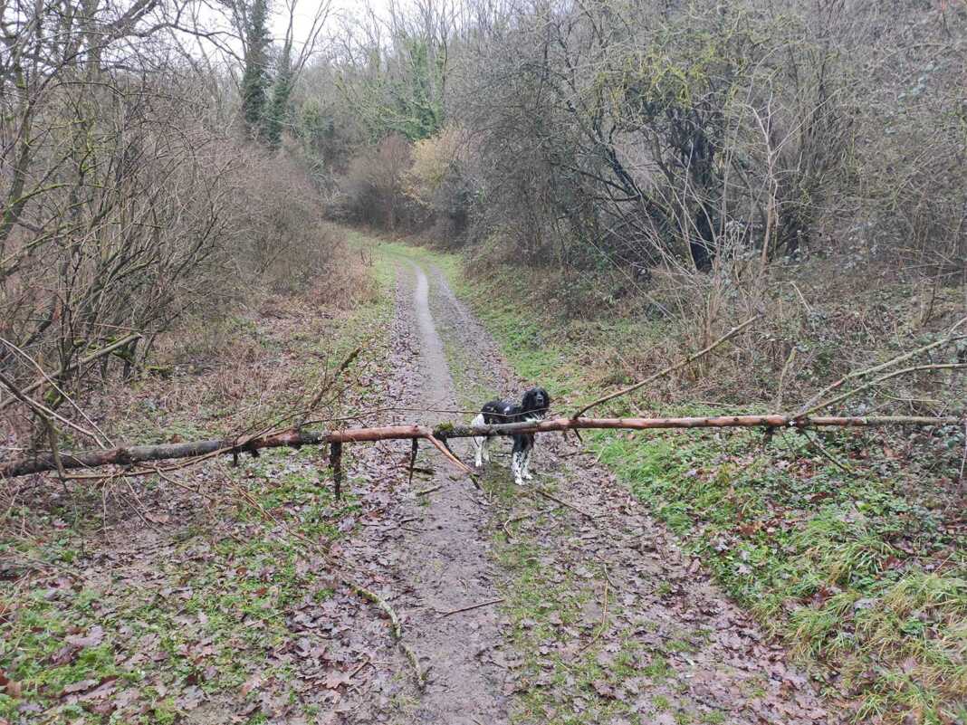 Umgestürzter Baum