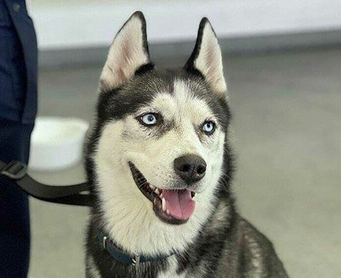 Husky
