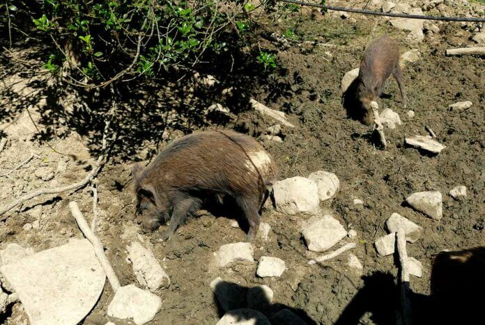 Wildschweine