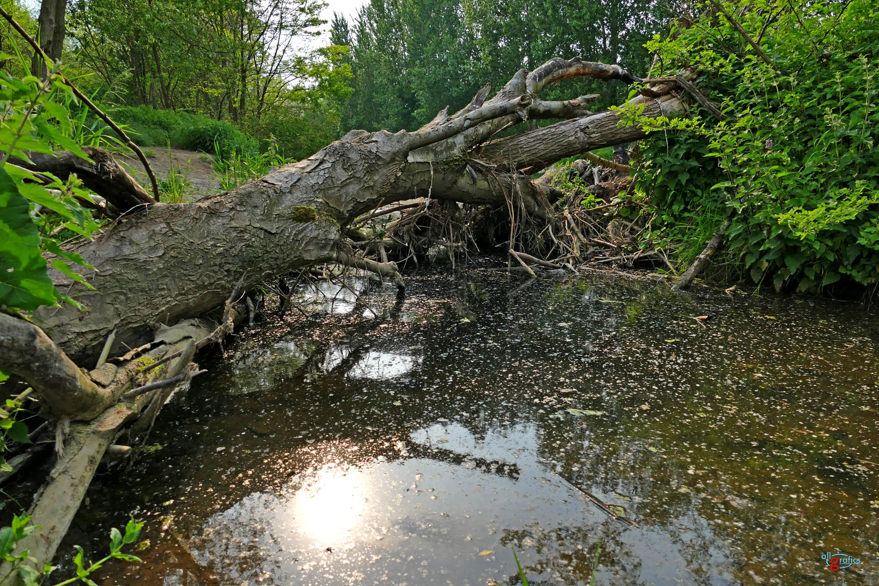 Baum an einem Tümpel der Ahr 2017 Foto: Achim Gottschalk, allgrafics