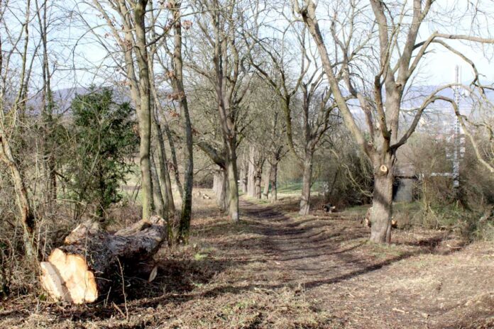 Forstarbeiten an der Kastanienallee