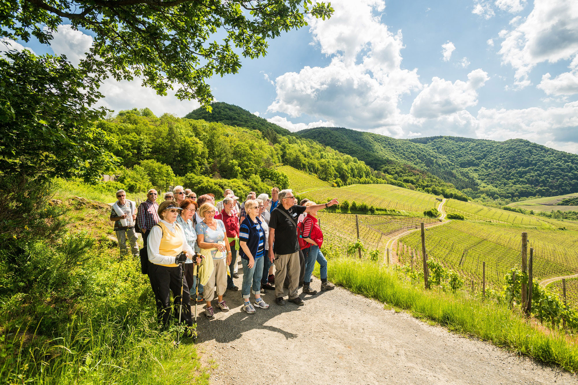 Die Terrainwanderungen führen zu den schönsten Plätzen im Ahrtal. © Dominik Ketz