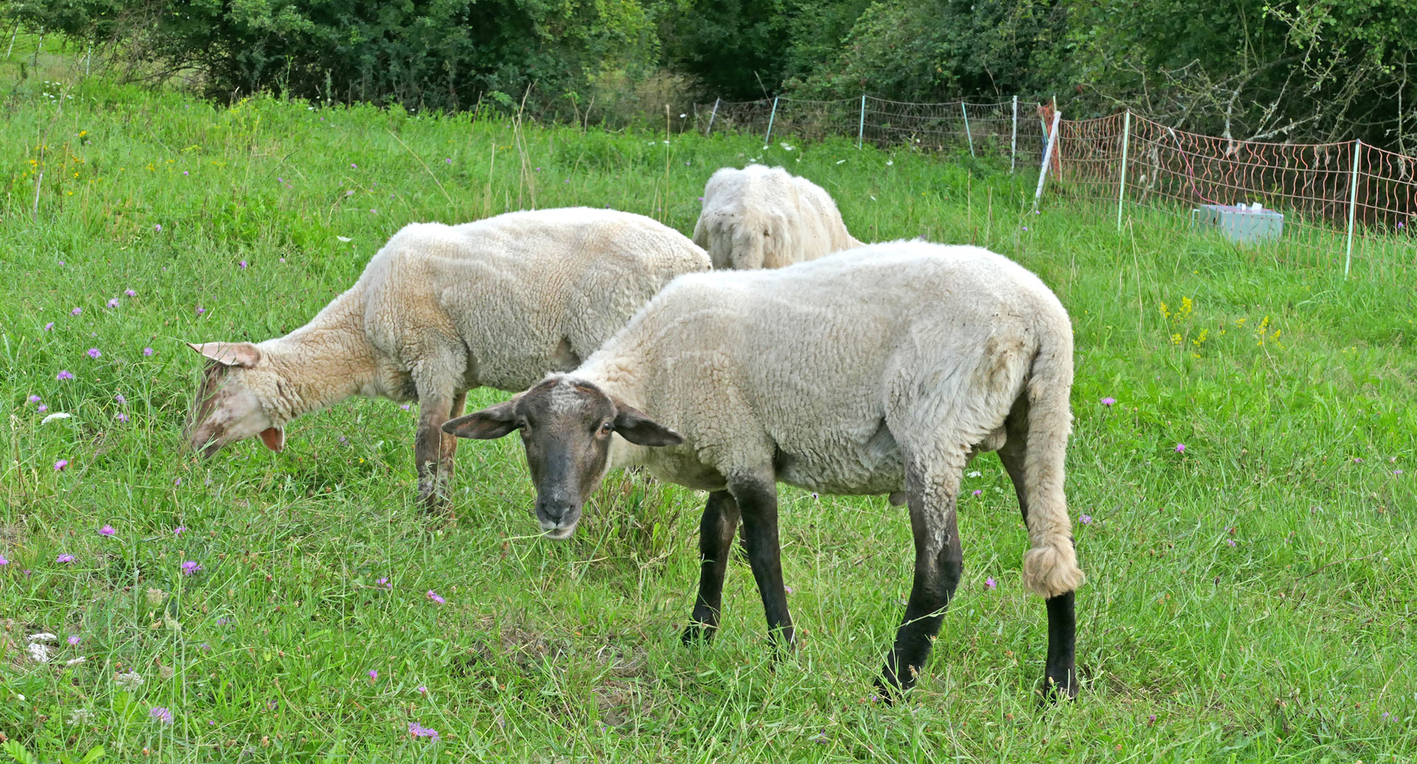 Schafe au der Weide