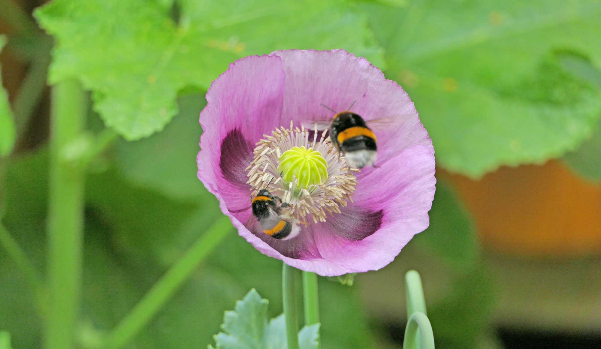 Zwei Hummeln auf einer Blüte