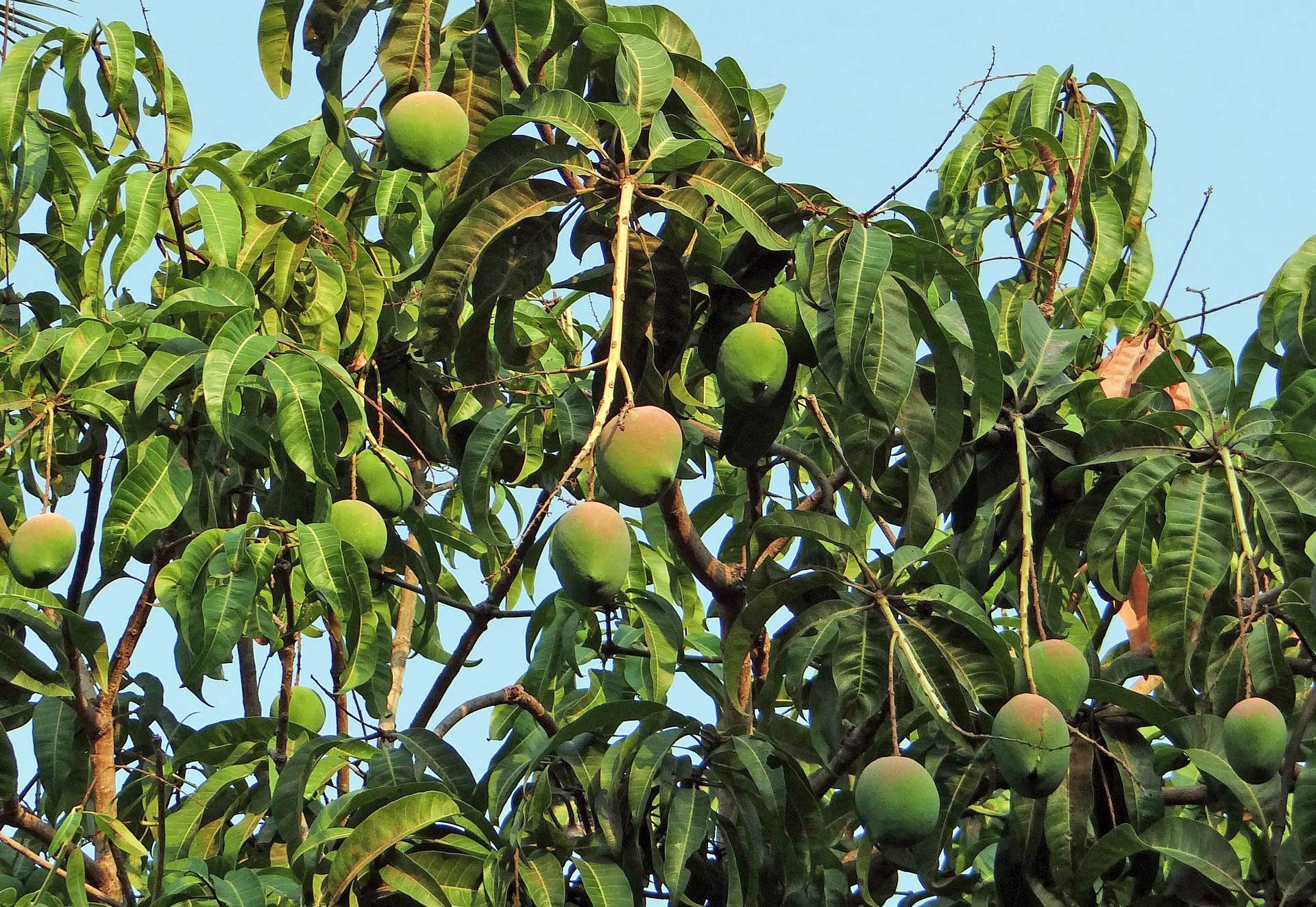 Ein ausgewachsener Mangobaum finanziert den Schulbesuch inklusive Schuluniformen und Schulmaterial von zwei Kindern im Jahr.