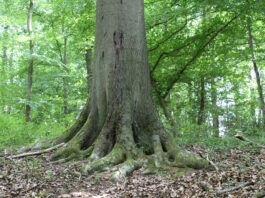 Archivbild alte Buche Urwald Refugium Sinzig