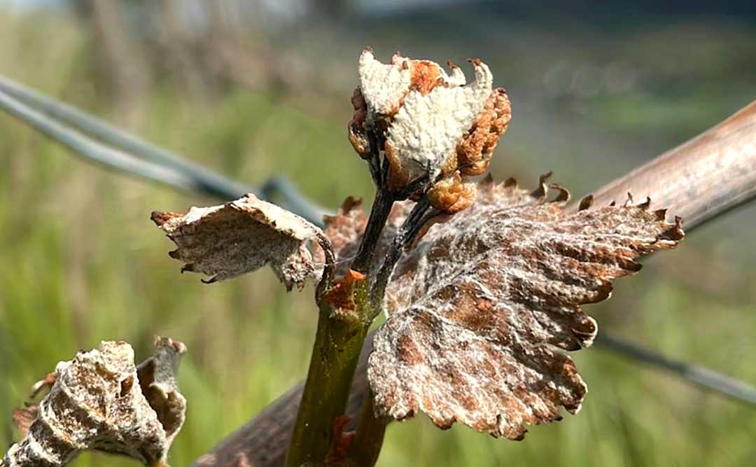 Ein aktuelles Foto aus der Lage Heimersheimer Landskrone zeigt, dass die Knospen durch den Frost erfroren und verkümmert sind. Foto: Annemarie Haas