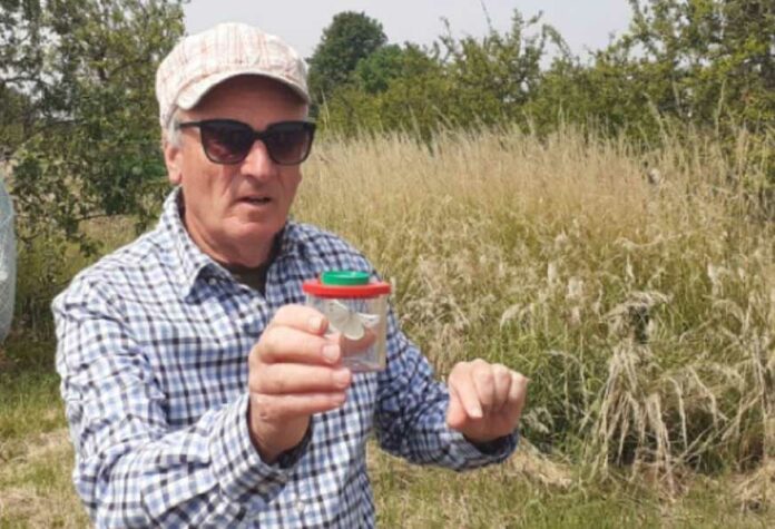M. Wißner bei einer früheren Schmetterlingswanderung mit einem Kohlweißling. Foto: S. Lang