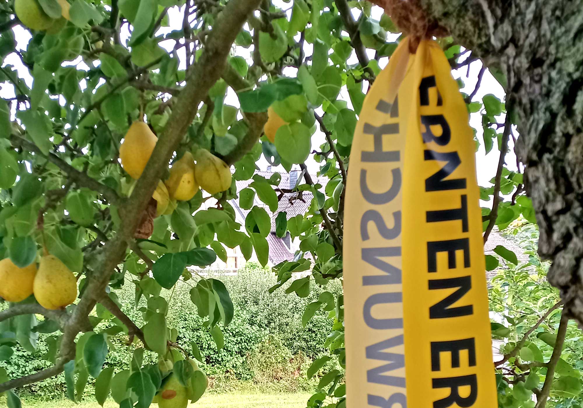 Das Obst von Bäumen, die mit einem gelben Band markiert sind, darf von den Sinzigerinnen und Sinzigern für den eigenen Bedarf abgeerntet werden. Foto: Stadtverwaltung Sinzig, Hendrik Kardinal