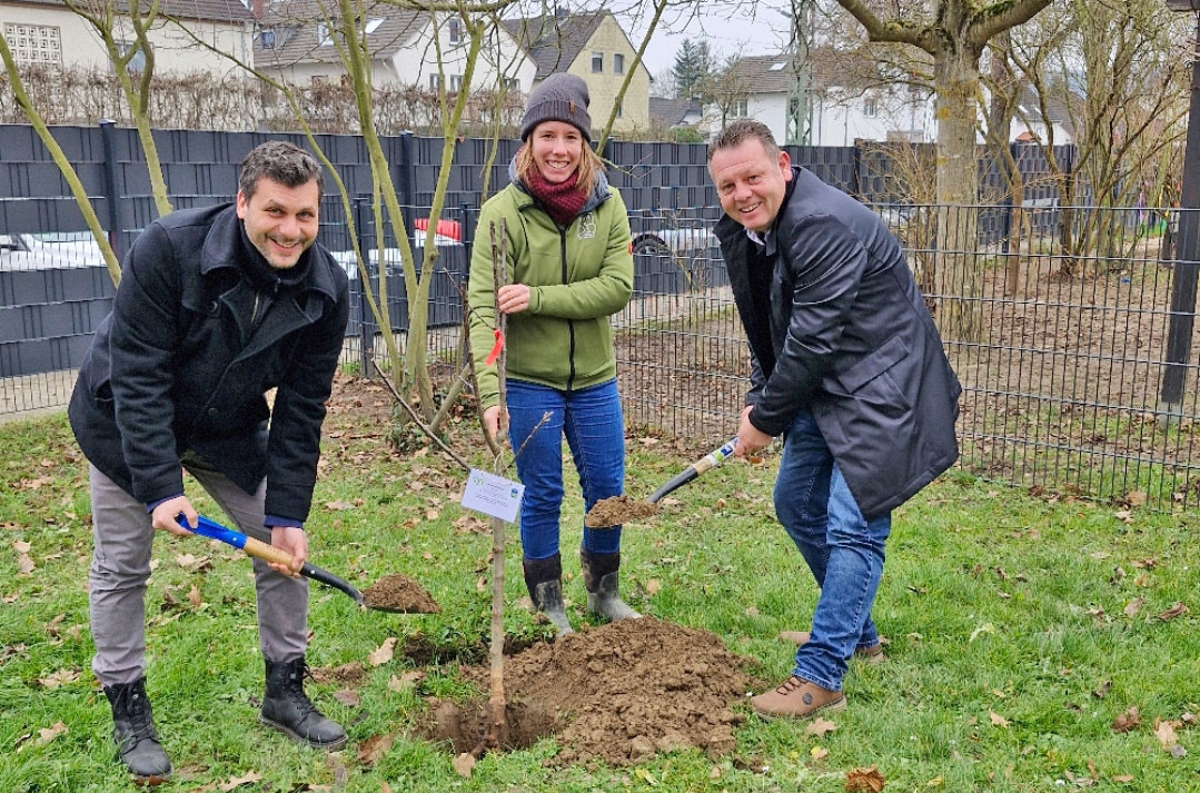 Gemeinsam mit Hannah Babel, Projektmitarbeiterin der SDW, der Leitung der Kita Daniel Odenwald (l.) und dem Beigeordneten der Stadt Sinzig Alexander Albrecht (r.) wurde der Apfelbaum auf dem Gelände der Kita gepflanzt. Foto: Stadtverwaltung Sinzig