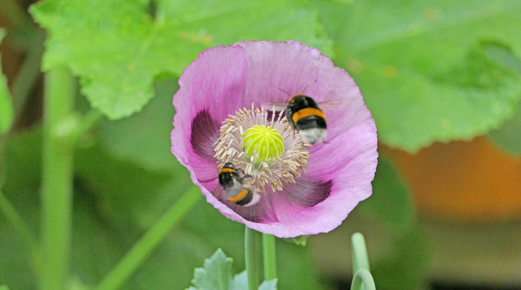 Zwei Hummeln auf Blume
