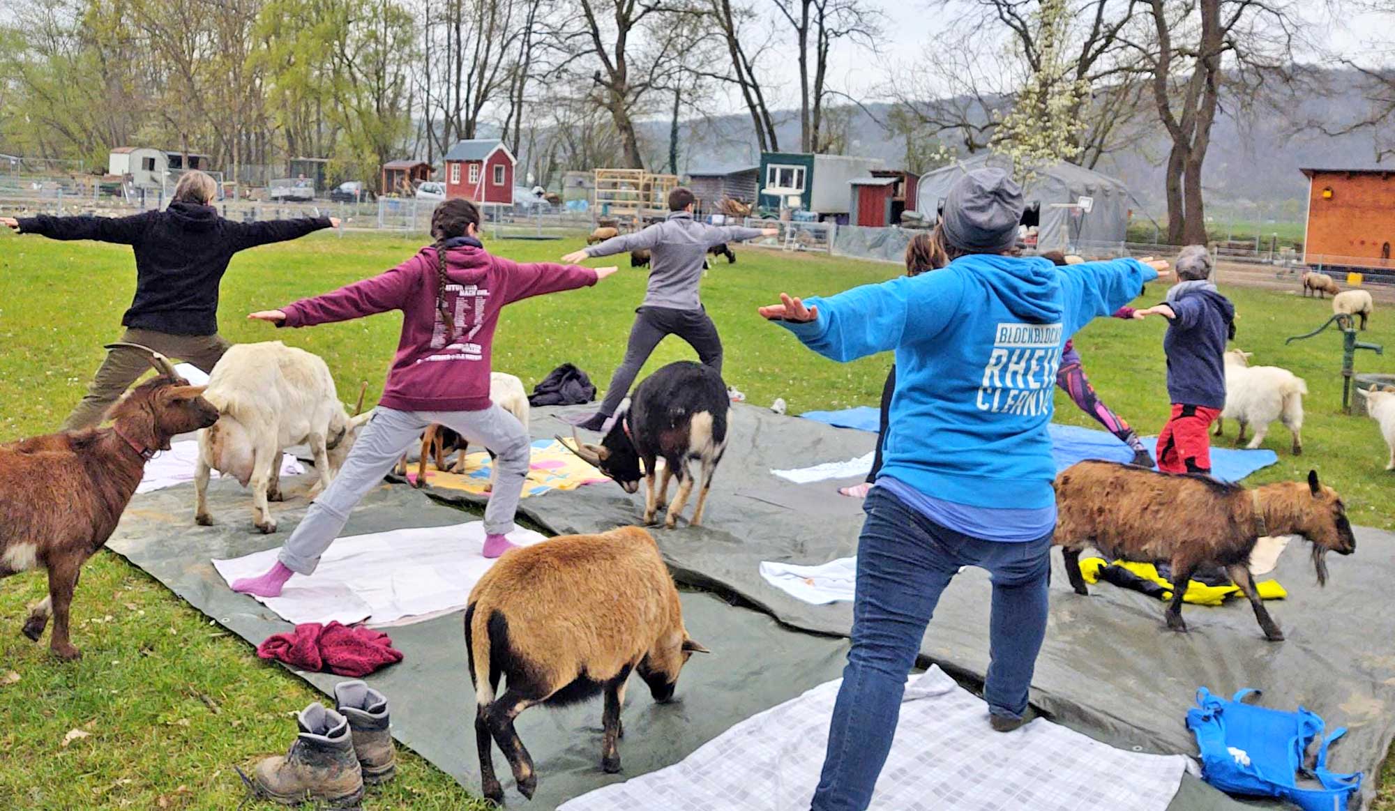 Ziegen-Yoga am Schwanenteich – die Saison 2025 beginnt!