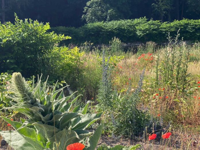 Wilde Wiese im Ahrtal